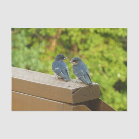 Baby Barn Swallows Nature Bird Fotografy Seidenpapier (Vorderseite)