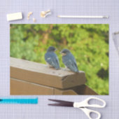 Baby Barn Swallows Nature Bird Fotografy Seidenpapier (Handwerk)