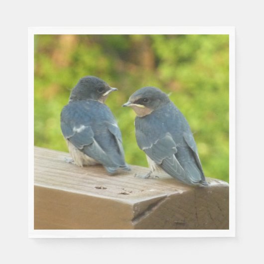 Baby Barn Swallows Nature Bird Fotografy Serviette (Vorderseite)