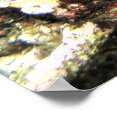 Baby Barramundi Poster (Ecke)