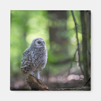 Baby Barred Owl 2" Magnet