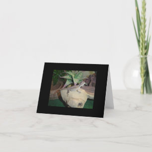 Baby-Bartagame Grußkarte leer Karte