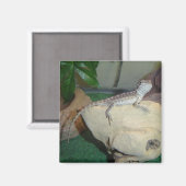 Baby-Bartagame Magnet (Vorderseite/Rückseite)