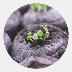 Baby-Basilikum-Pflanze Runder Aufkleber