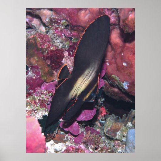 Baby Batfish Poster (Vorne)