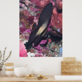 Baby Batfish Poster (Küche)
