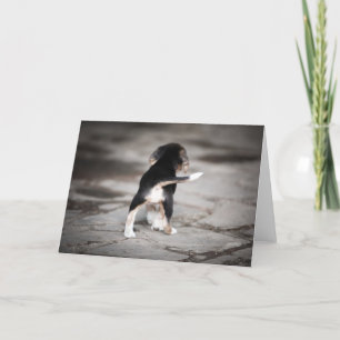 Baby Beagle Bottom Karte