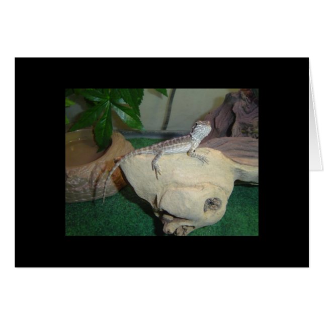 Baby Bearded Dragon (Vorderseite (Horizontal))