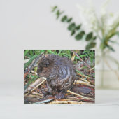 Baby Beaver Foto Postkarte (Stehend Vorderseite)