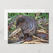 Baby Beaver Foto Postkarte (Vorne/Hinten)