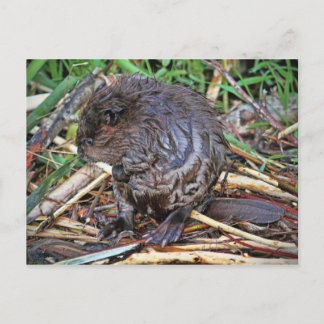 Baby Beaver Foto Postkarte