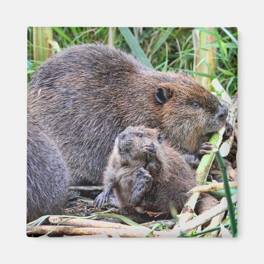 Baby Beaver und Foto Magnet (Vorne)