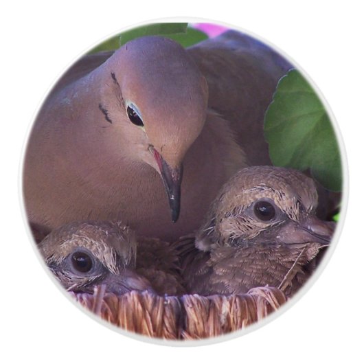 Baby-beklagentauben-Vogel-Tier-Tier-Nest-Griff Keramikknauf (Vorderseite)