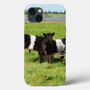 Baby Belted Galloway Calves, iPhone 13 Case