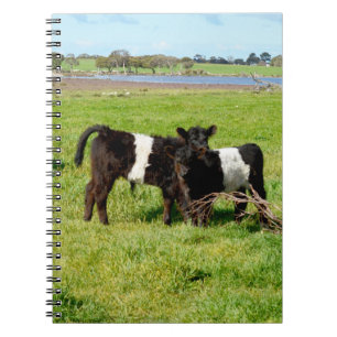 Baby Belted Galloway Calves, Notebook Notizblock