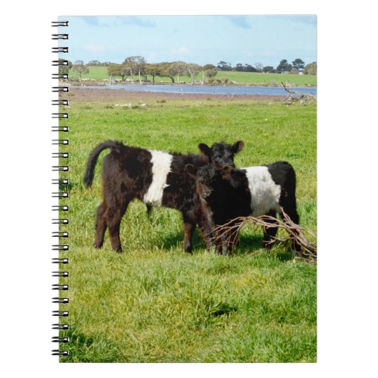 Baby Belted Galloway Calves, Notebook Notizblock (Vorderseite)
