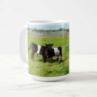 Baby Belted Galloway Kühe auf dem Land,