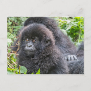 Baby-Berggorilla Postkarte