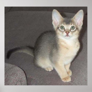 Baby big eye big ear Abyssinian blue male kitten Poster