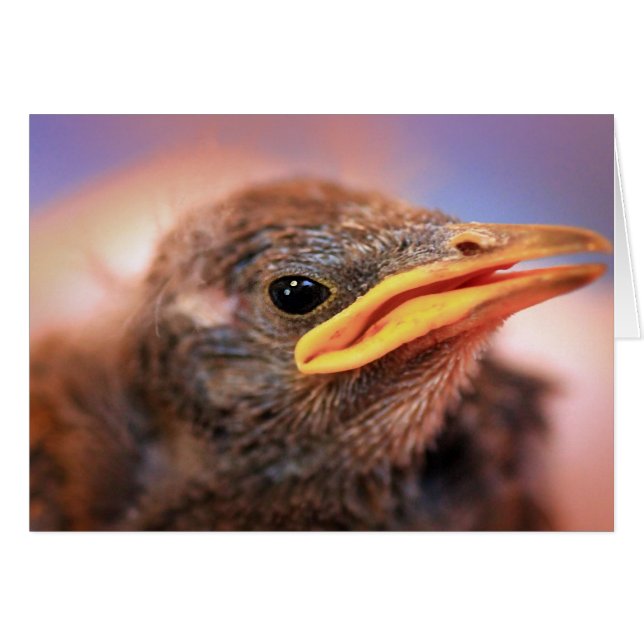 Baby Bird (Vorderseite (Horizontal))