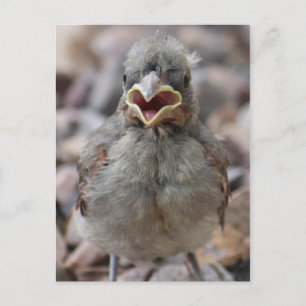 Baby Bird Attitude Postcard Postkarte