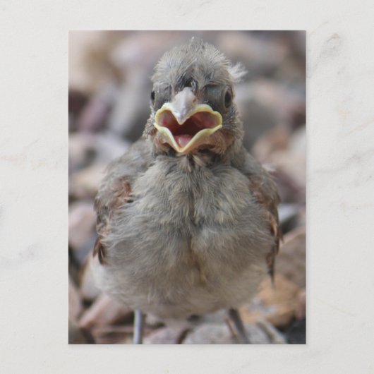 Baby Bird Attitude Postcard Postkarte (Vorderseite)