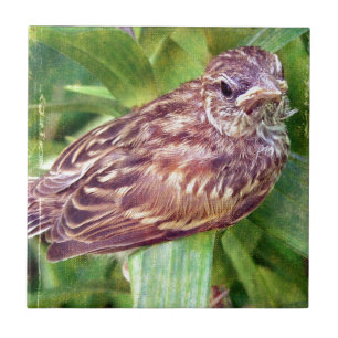 Baby Bird Fliese