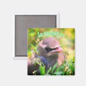 Baby Bird Innocence Inspiration Magnet (Vorderseite/Rückseite)