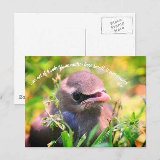 Baby-Bird-inspirierende Handlungen des Kindness-Zi Postkarte (Vorne/Hinten)