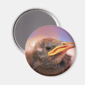 Baby Bird Magnet (Vorderseite/Rückseite)