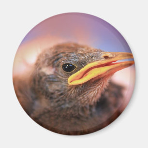 Baby Bird Magnet