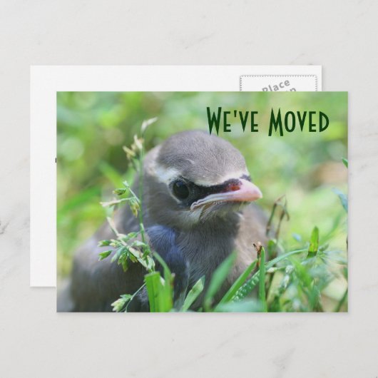 Baby Bird New Address Nature Postcard Ankündigungspostkarte (Vorne/Hinten)