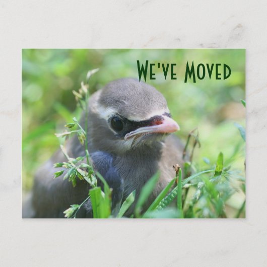 Baby Bird New Address Nature Postcard Ankündigungspostkarte (Vorderseite)