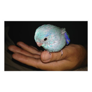Baby Bird Pacific Blue Parrotlet Portrait Fotodruck