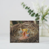 Baby Bird Postcard Postkarte (Stehend Vorderseite)