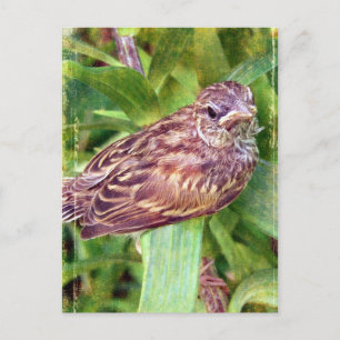 Baby Bird Postkarte