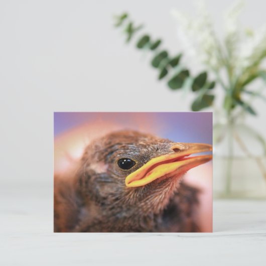 Baby Bird Postkarte (Stehend Vorderseite)