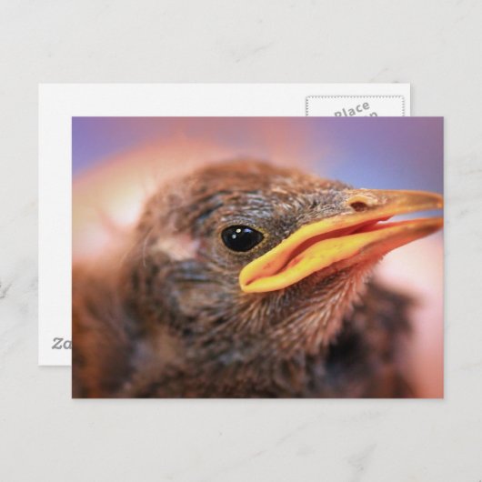 Baby Bird Postkarte (Vorne/Hinten)