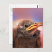 Baby Bird Postkarte (Vorne/Hinten)
