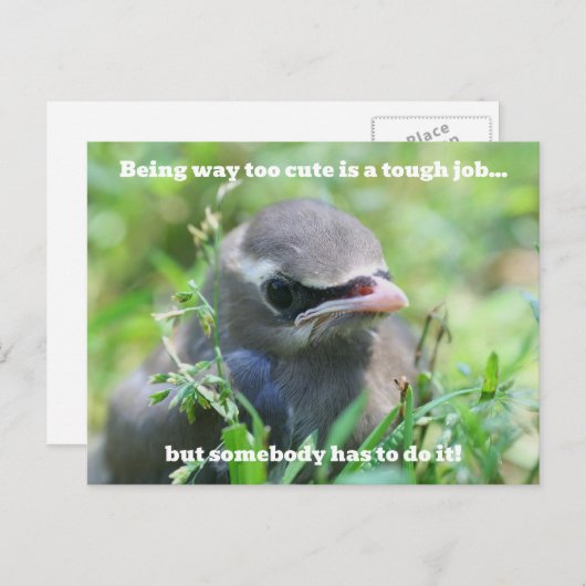 Baby Bird Too Cute Humorous Postkarte (Vorne/Hinten)
