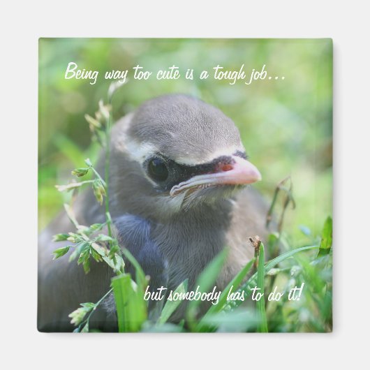 Baby Bird zu Niedliches Funny Nature Magnet (Vorne)