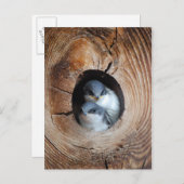 Baby Birds Postkarte (Vorne/Hinten)