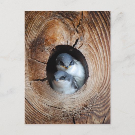 Baby Birds Postkarte (Vorderseite)