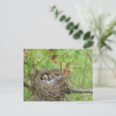 Baby Birds  Postkarte (Stehend Vorderseite)
