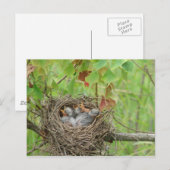 Baby Birds  Postkarte (Vorne/Hinten)