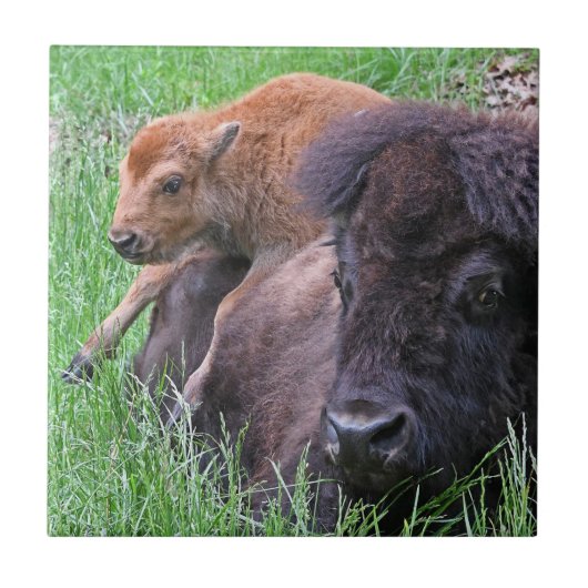 Baby Bison Calf Playin auf der Rückseite der Mama Fliese (Vorderseite)