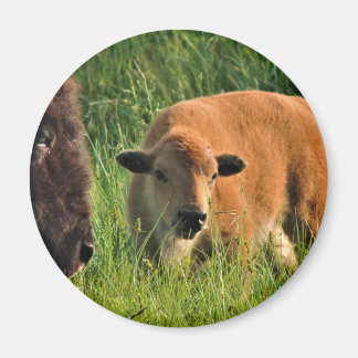 Baby Bison Magnet