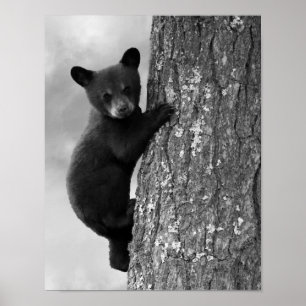 Baby Black Bear cub in Tree Rustic Poster