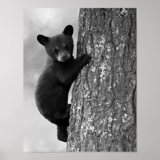Baby Black Bear cub in Tree Rustic Poster (Vorne)