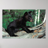 Baby Black Bear Poster (Vorne)